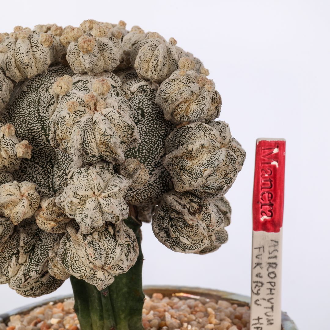 Astrophytum myriostigma Hakuun Fukuryu
