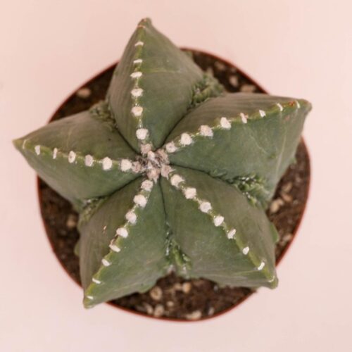 Astrophytum myriostigma hekipan fukuryu Ø 14 cm