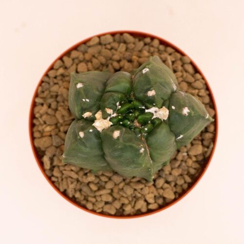 Astrophytum myriostigma kikko nudum mostruoso Ø 14 cm