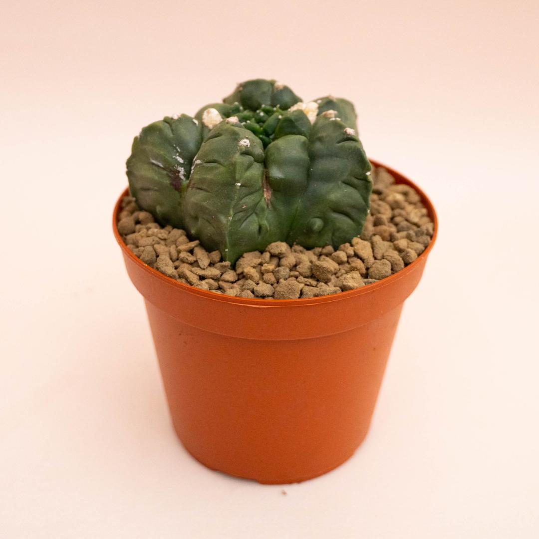 Astrophytum myriostigma kikko nudum mostruoso Ø 14 cm