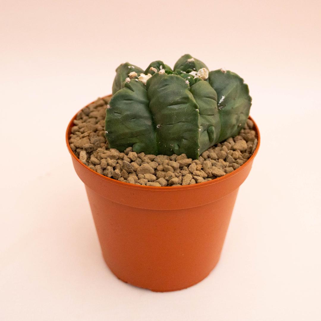 Astrophytum myriostigma kikko nudum mostruoso Ø 14 cm