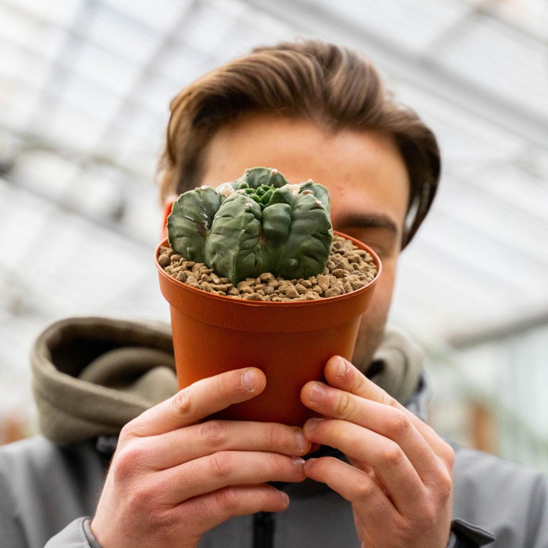 Astrophytum myriostigma kikko nudum mostruoso Ø 14 cm