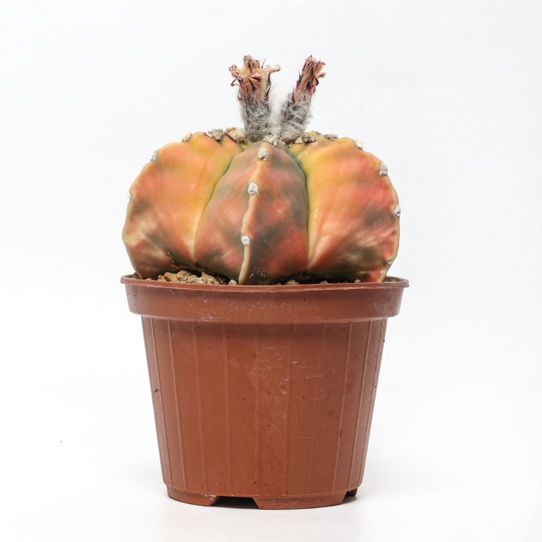 Astrophytum myriostigma 'Kikko' nudum variegato Ø 10,5 cm