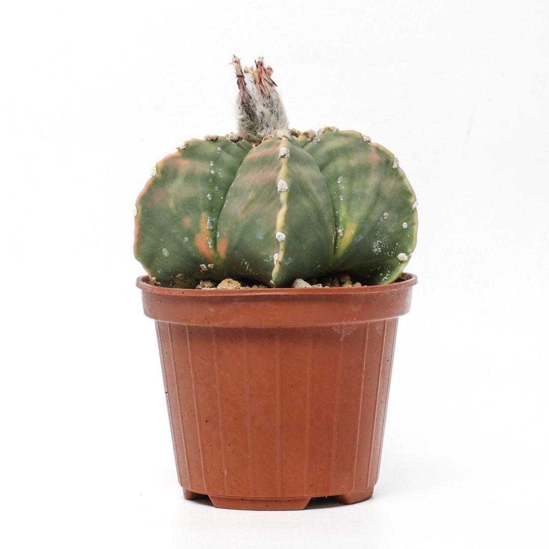 Astrophytum myriostigma 'Kikko' nudum variegato Ø 10,5 cm