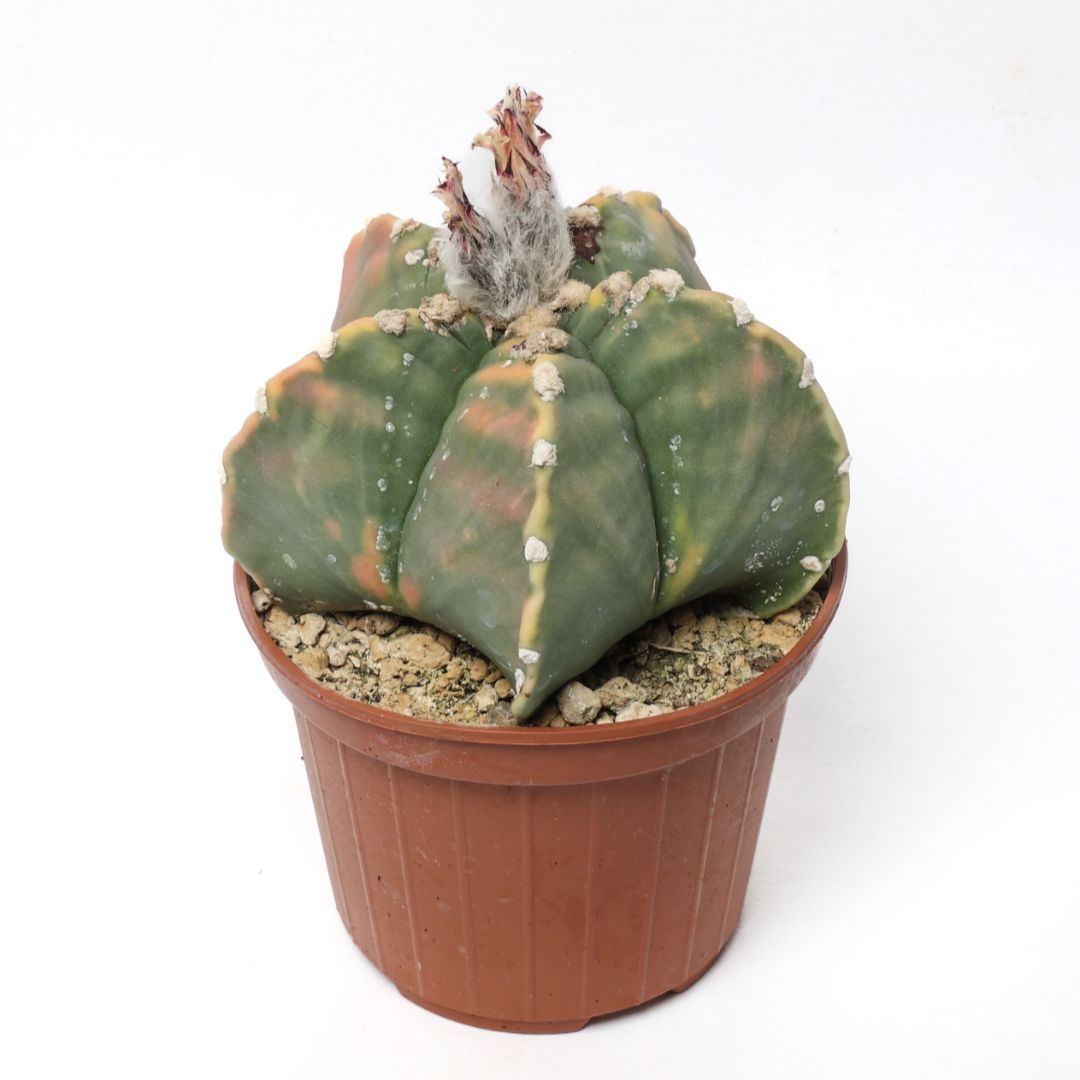 Astrophytum myriostigma 'Kikko' nudum variegato Ø 10,5 cm