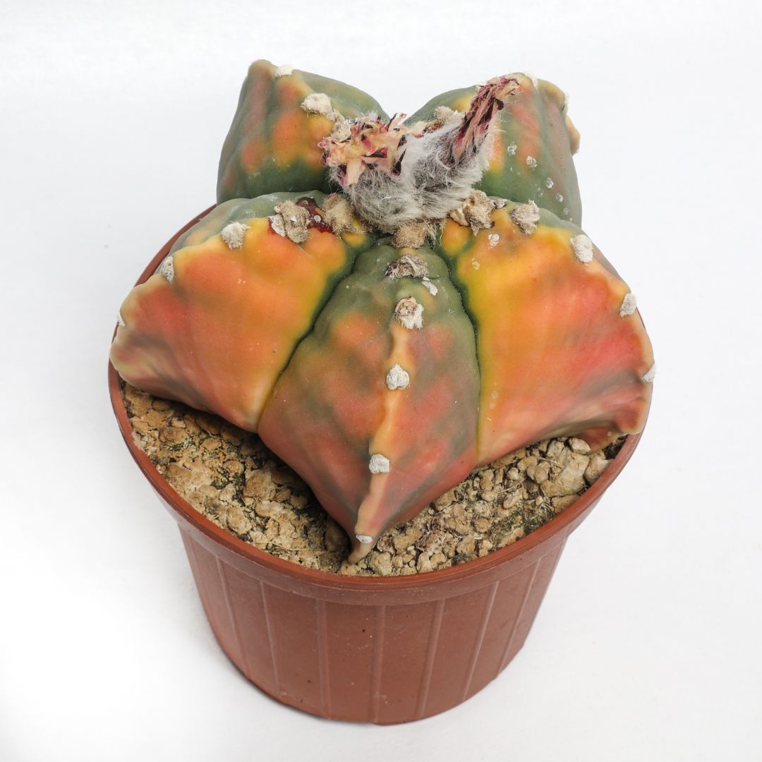 Astrophytum myriostigma 'Kikko' nudum variegato Ø 10,5 cm