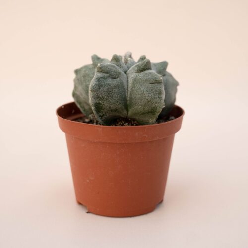 Astrophytum myriostigma kikko Ø 10,5 - 612F
