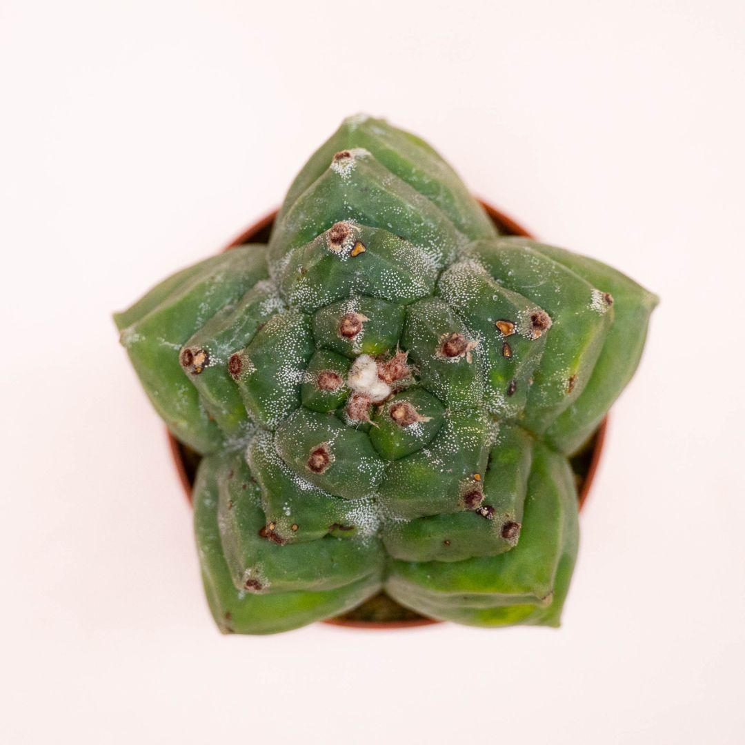 Astrophytum myriostigma kikko Ø 10,5 cm