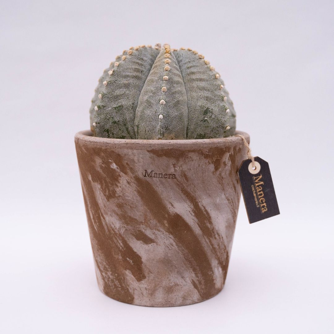Astrophytum myriostigma Linea Manera Choco 1305