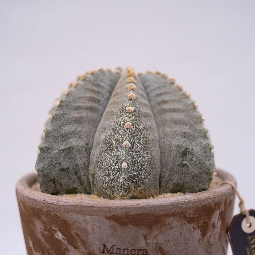 Astrophytum myriostigma Linea Manera Choco 1305