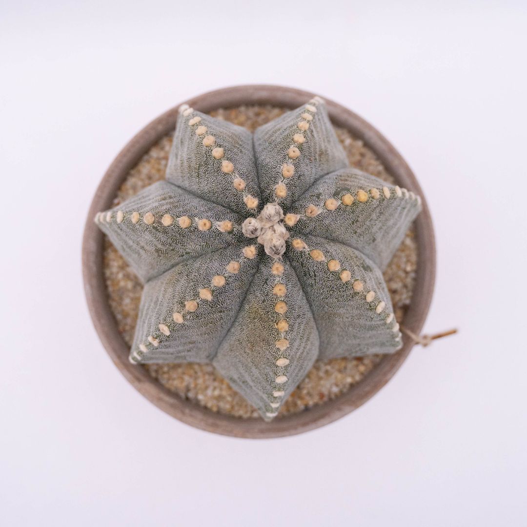 Astrophytum myriostigma Linea Manera Choco 1305