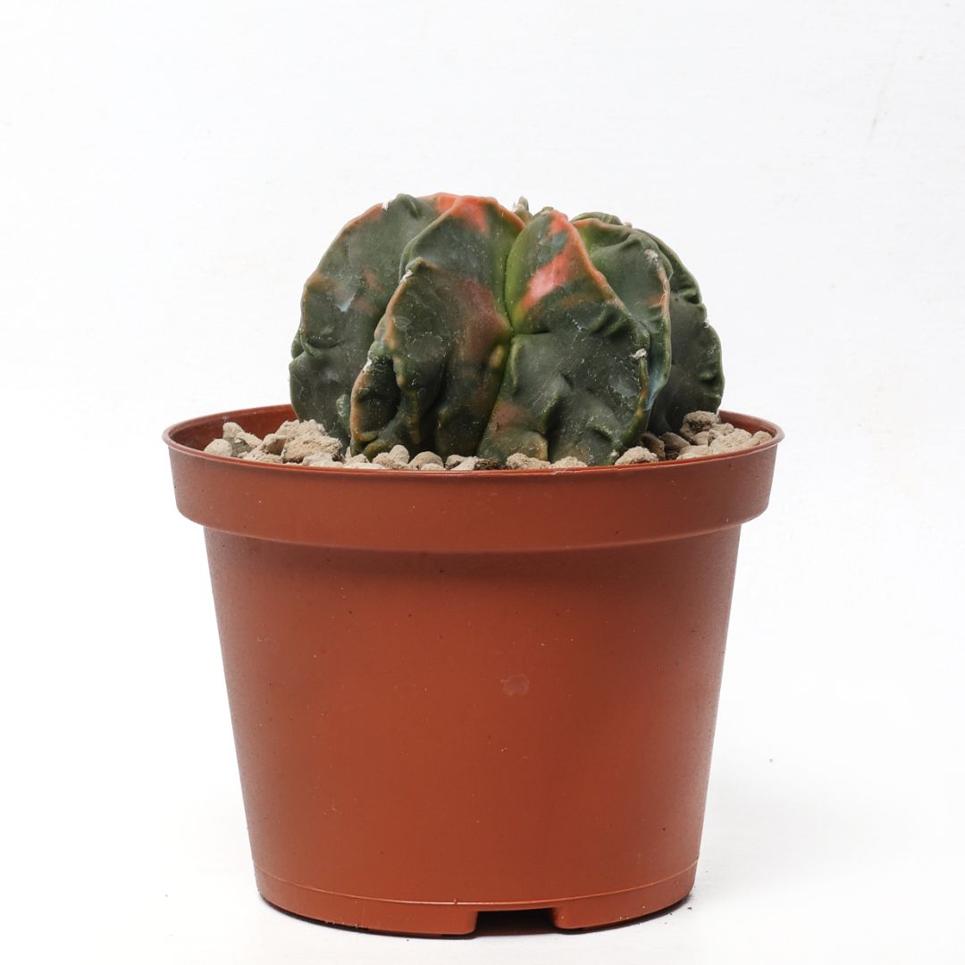 Astrophytum myriostigma nudum variegato Ø 10,5 cm