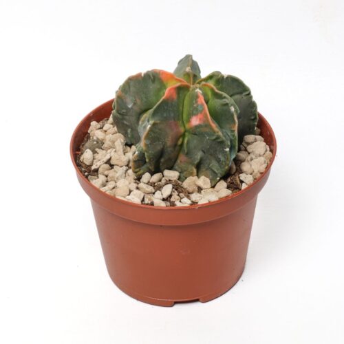 Astrophytum myriostigma nudum variegato Ø 10,5 cm