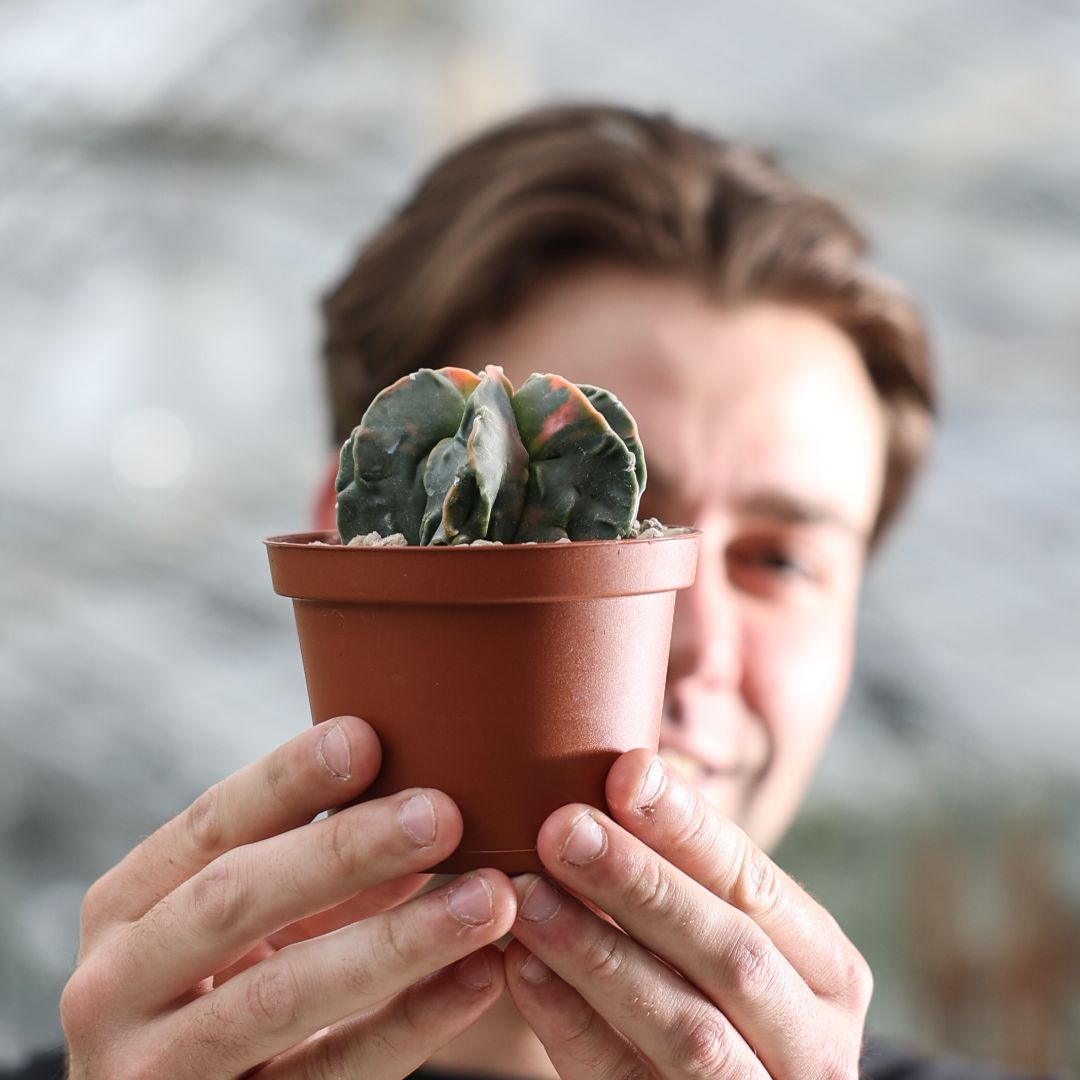 Astrophytum myriostigma nudum variegato Ø 10,5 cm