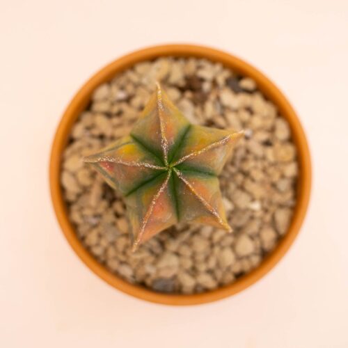 Astrophytum myriostigma nudum variegato Ø 10 cm