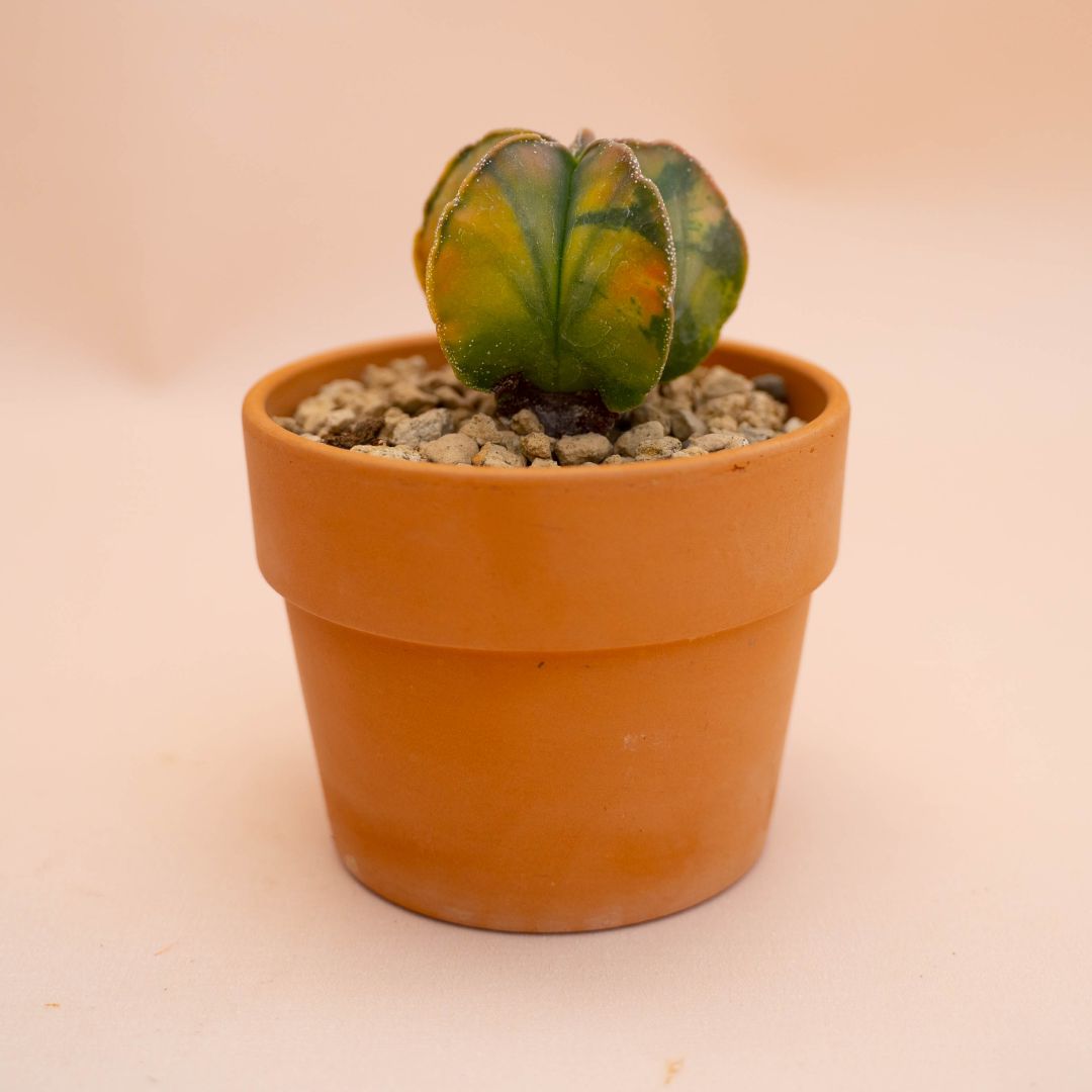 Astrophytum myriostigma nudum variegato Ø 10 cm