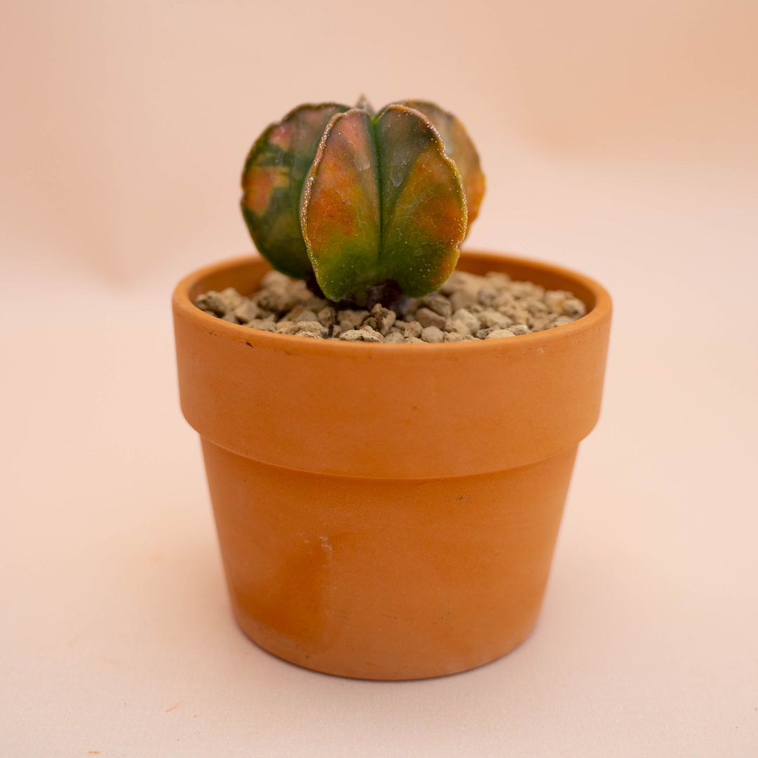 Astrophytum myriostigma nudum variegato Ø 10 cm
