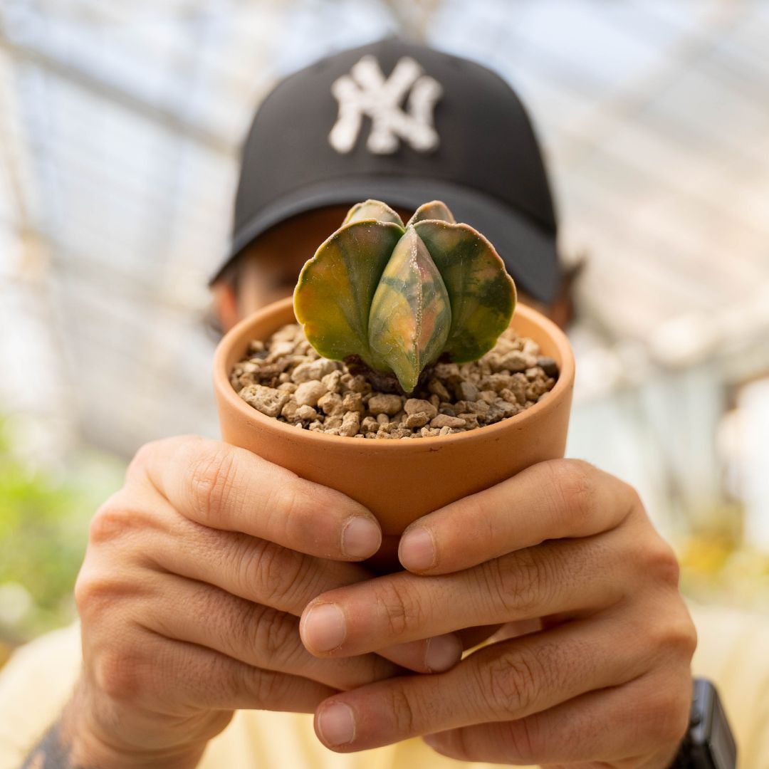 Astrophytum myriostigma nudum variegato Ø 10 cm