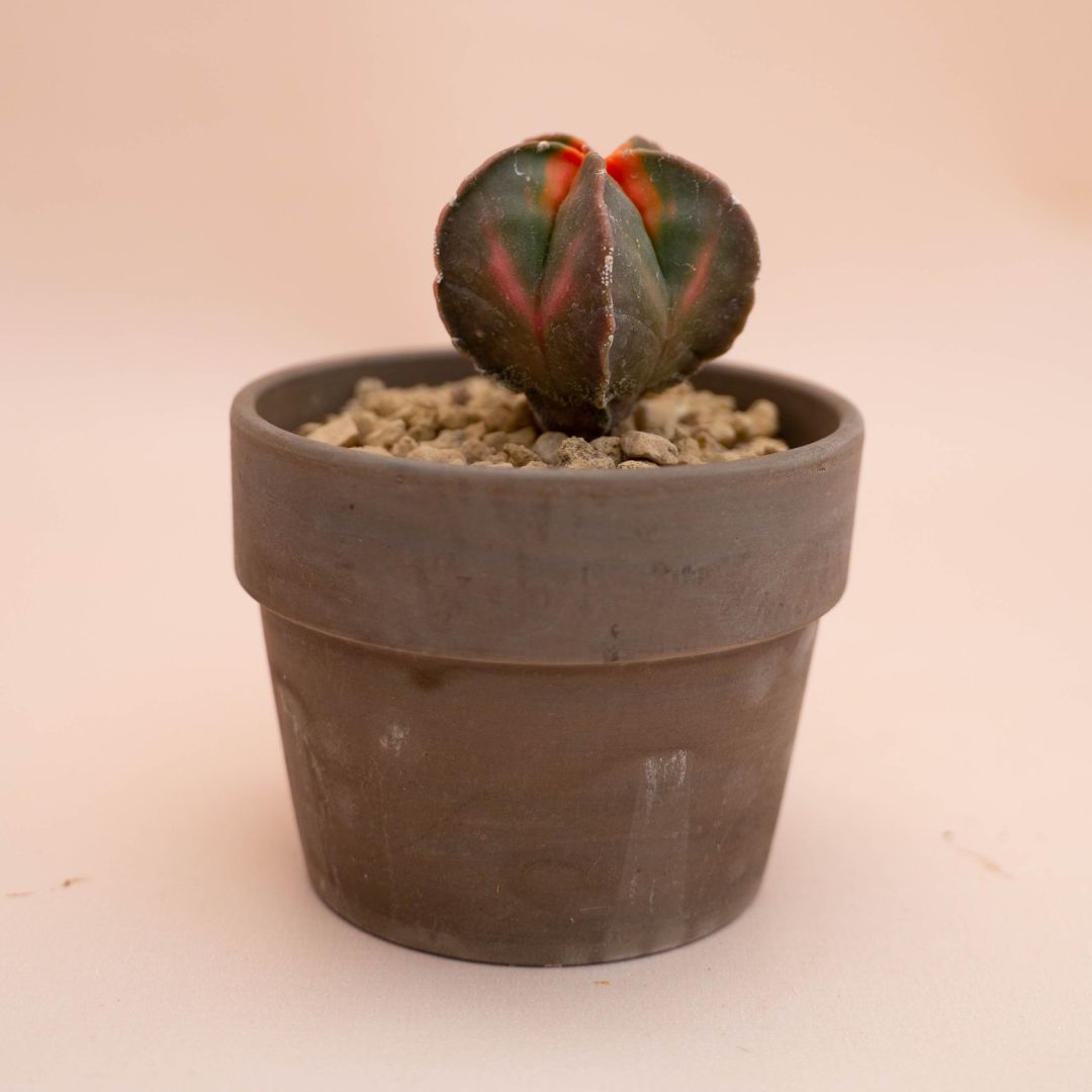Astrophytum myriostigma nudum variegato Ø 10 cm