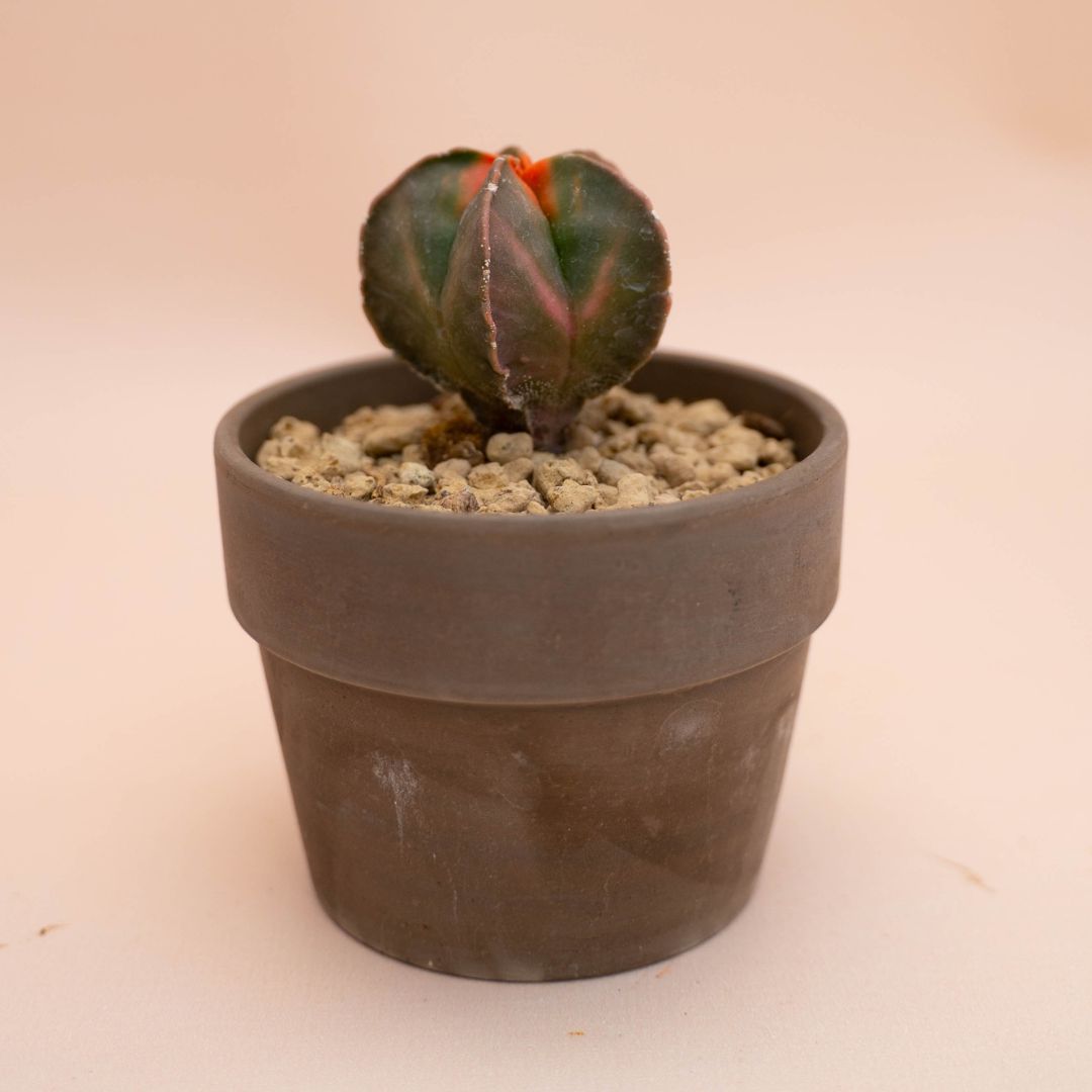Astrophytum myriostigma nudum variegato Ø 10 cm