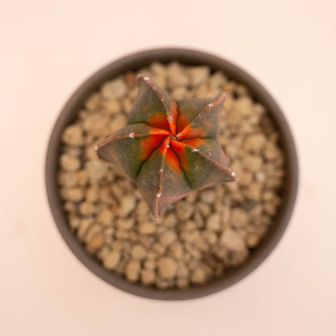 Astrophytum myriostigma nudum variegato Ø 10 cm