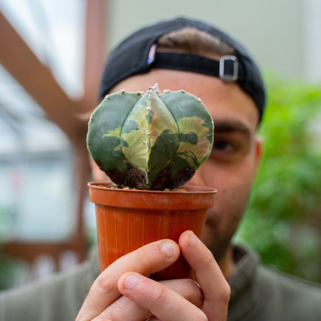 Astrophytum myriostigma nudum variegato Ø 10,5 cm