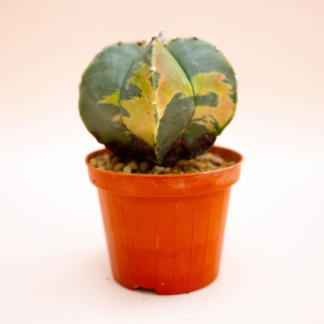 Astrophytum myriostigma nudum variegato Ø 10,5 cm