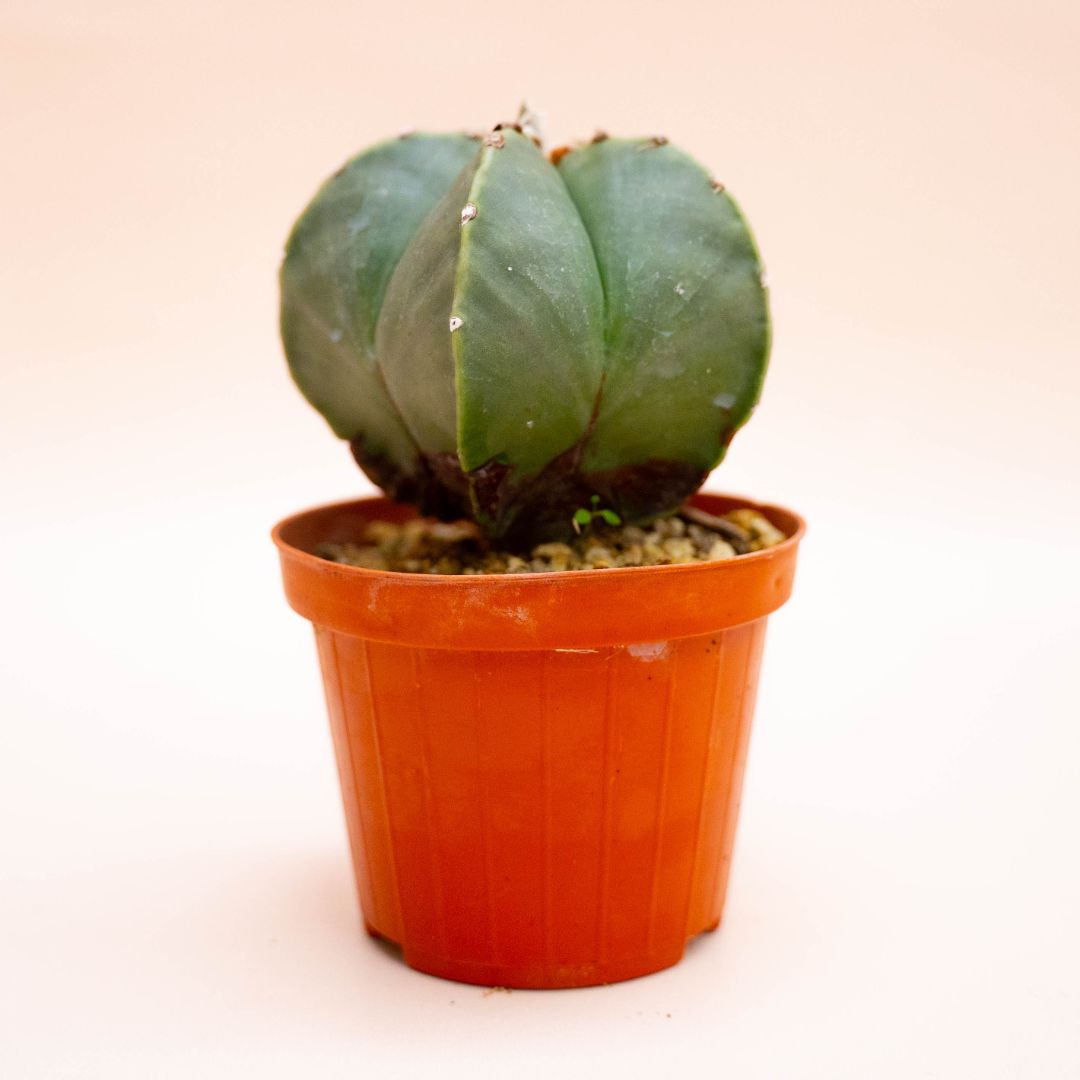 Astrophytum myriostigma nudum variegato Ø 10,5 cm