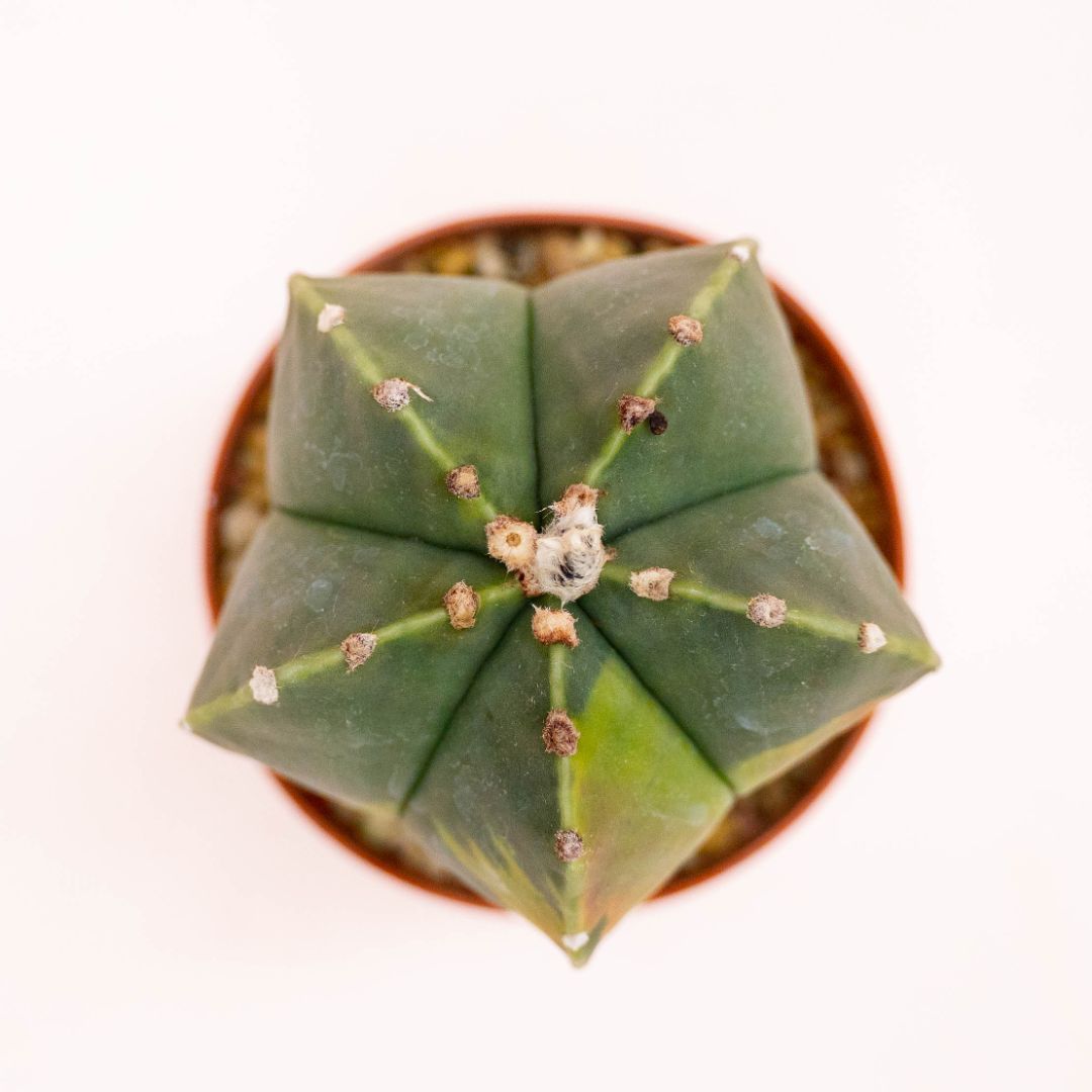 Astrophytum myriostigma nudum variegato Ø 10,5 cm