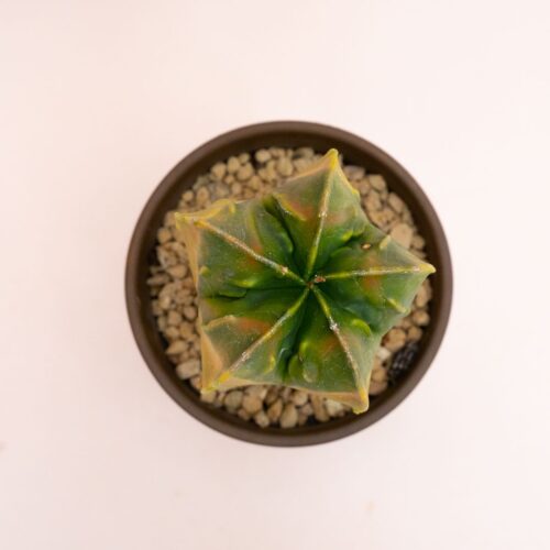 Astrophytum myriostigma nudum variegato Ø 12 cm 808F