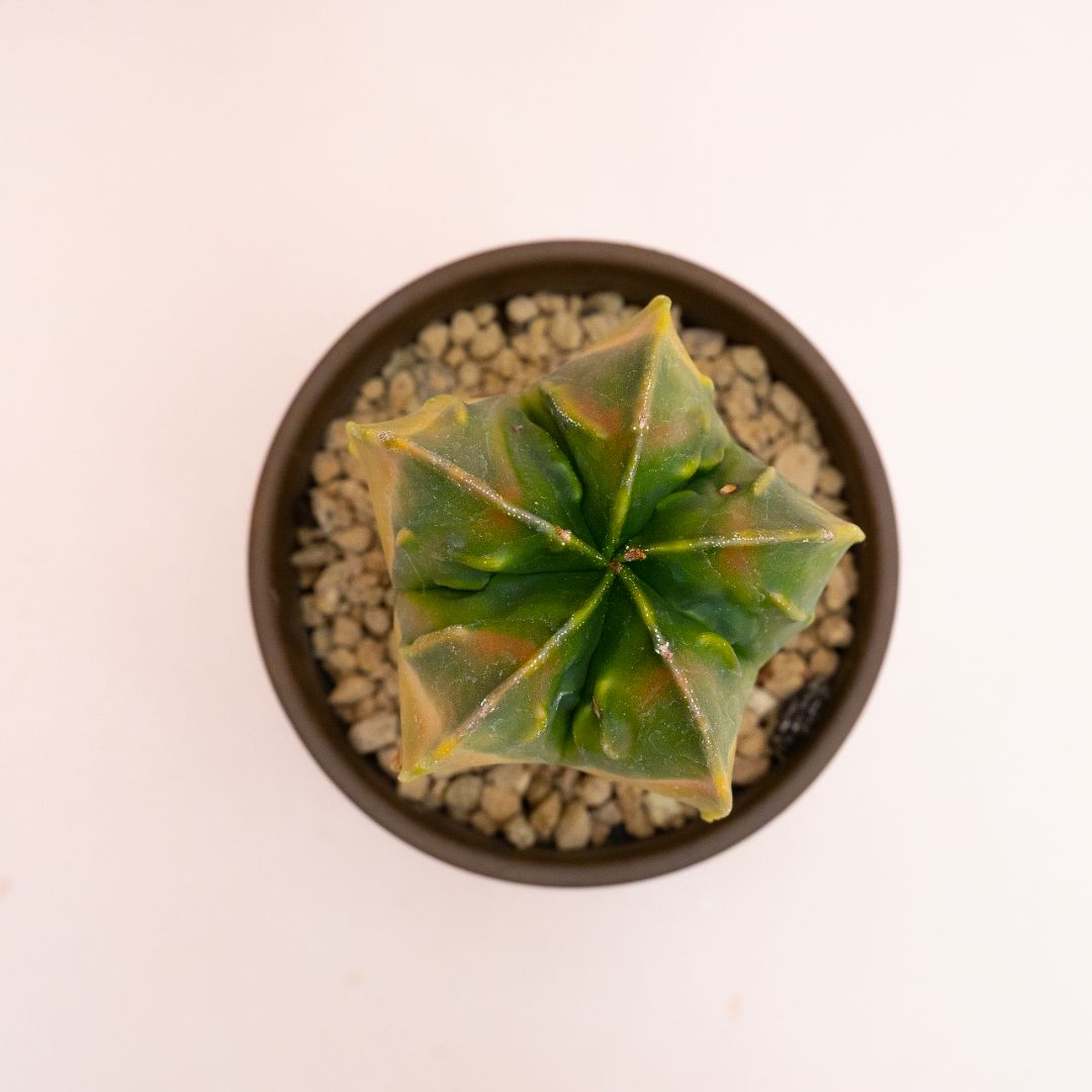 Astrophytum myriostigma nudum variegato Ø 12 cm 808F