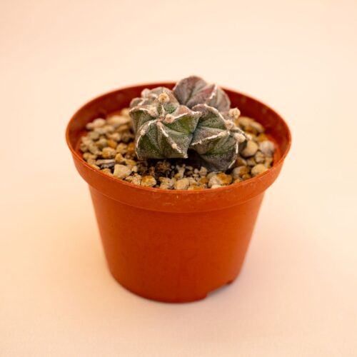 Astrophytum myriostigma Ø 10,5 cm 652F