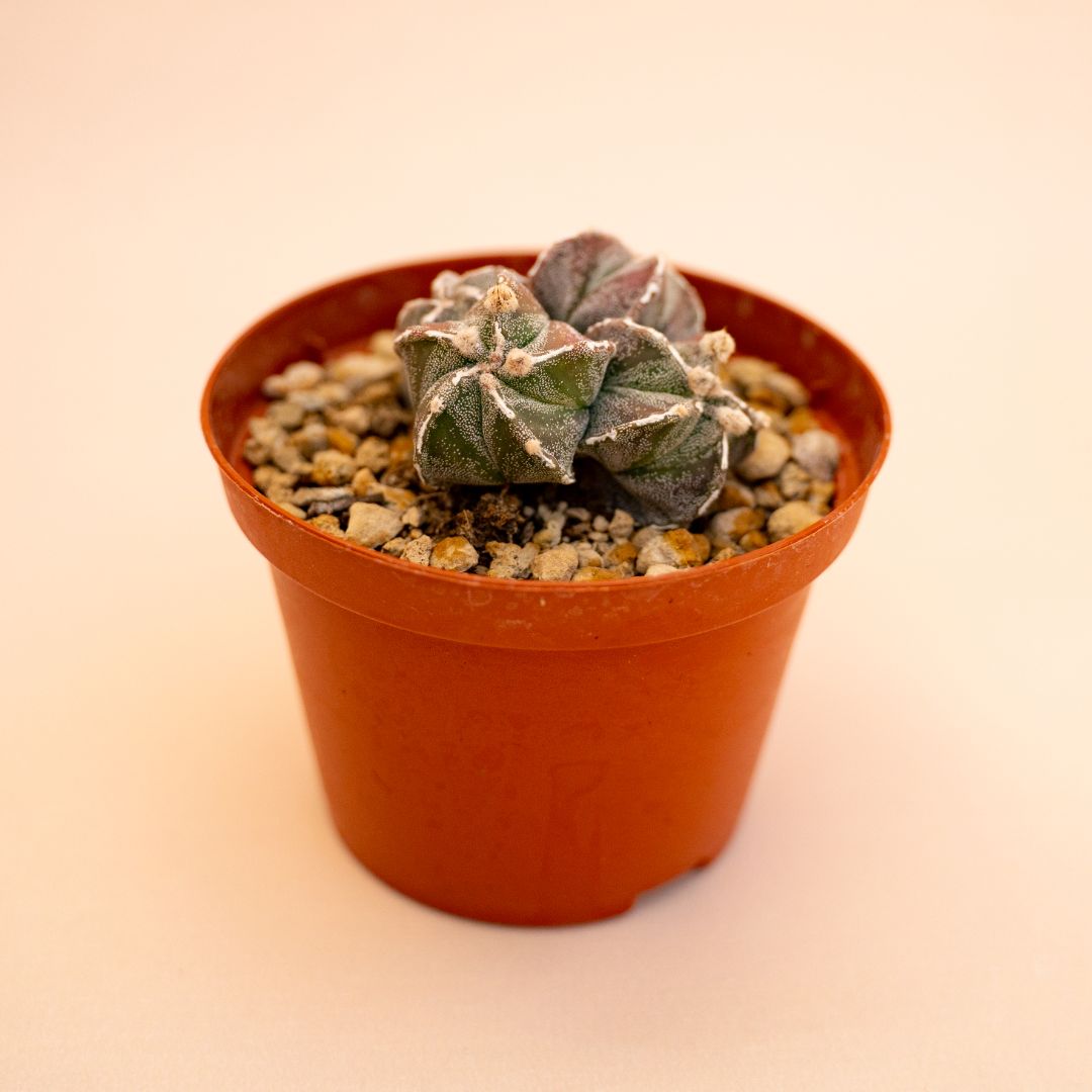 Astrophytum myriostigma Ø 10,5 cm 652F