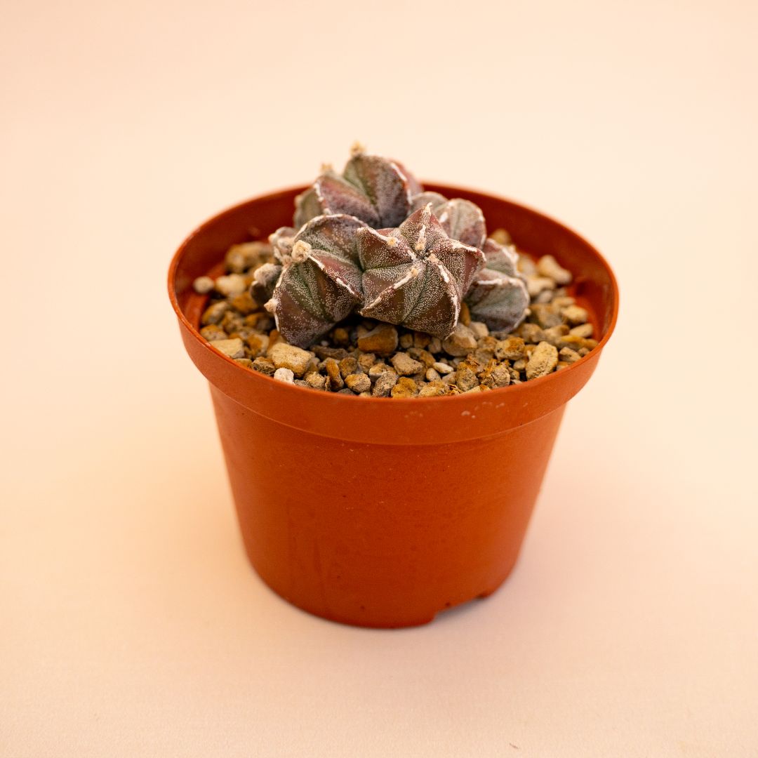 Astrophytum myriostigma Ø 10,5 cm 652F