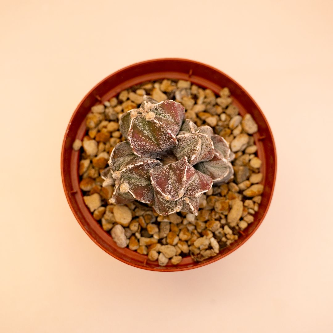 Astrophytum myriostigma Ø 10,5 cm 652F