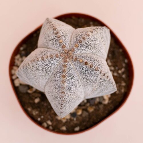 Astrophytum myriostigma Onzuka Ø 14 cm