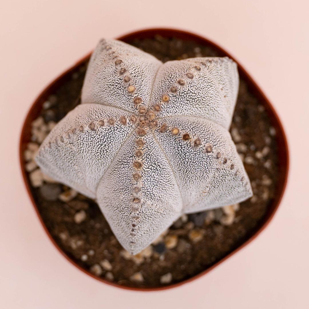 Astrophytum myriostigma Onzuka Ø 14 cm