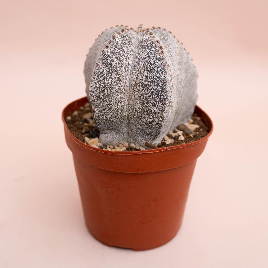 Astrophytum myriostigma Onzuka Ø 14 cm