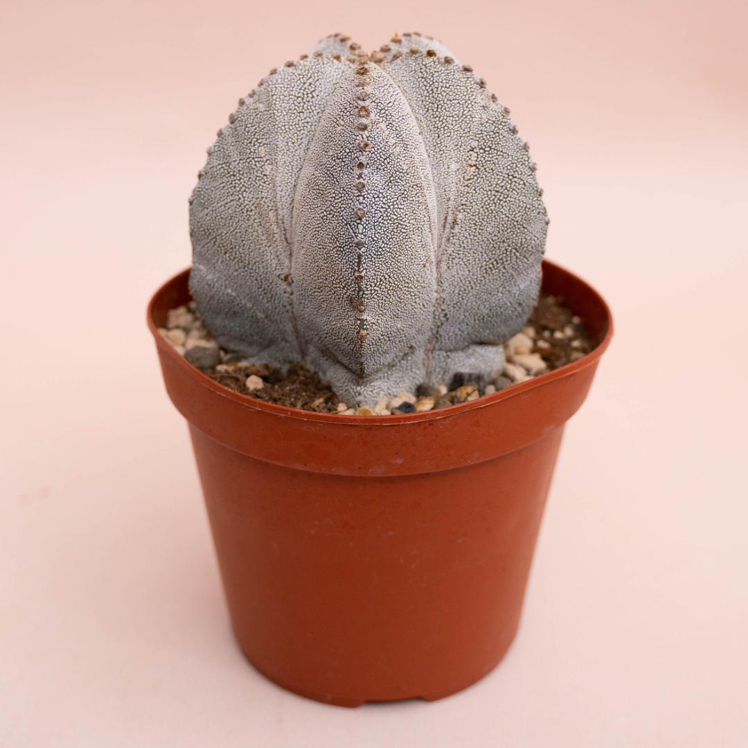Astrophytum myriostigma Onzuka Ø 14 cm