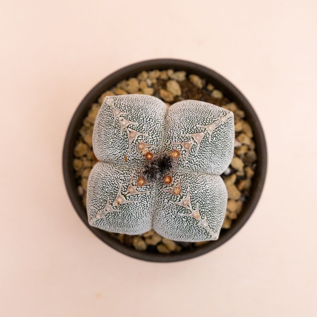 Astrophytum myriostigma onzuka quadricostatum Ø 10 cm 812F