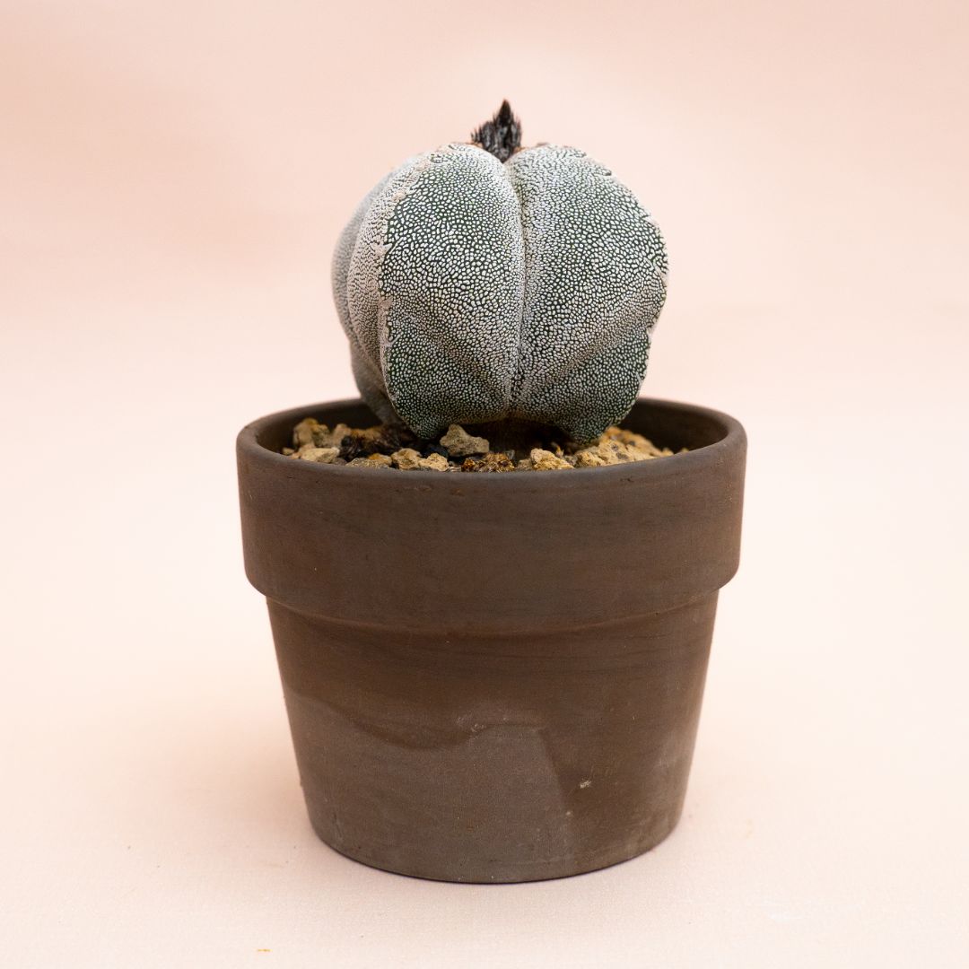 Astrophytum myriostigma onzuka quadricostatum Ø 10 cm 812F