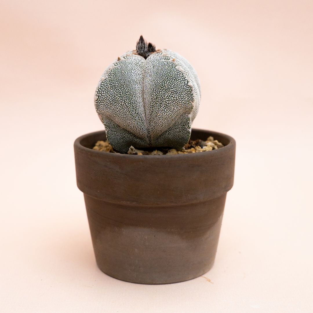 Astrophytum myriostigma onzuka quadricostatum Ø 10 cm 812F