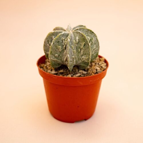 Astrophytum myriostigma ornatum fukuryu Ø 10,5 cm 641F