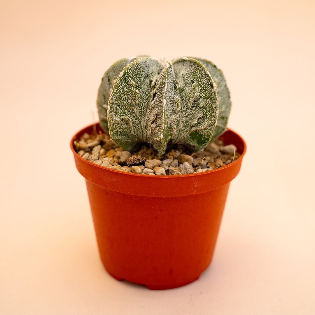 Astrophytum myriostigma ornatum fukuryu Ø 10,5 cm 641F