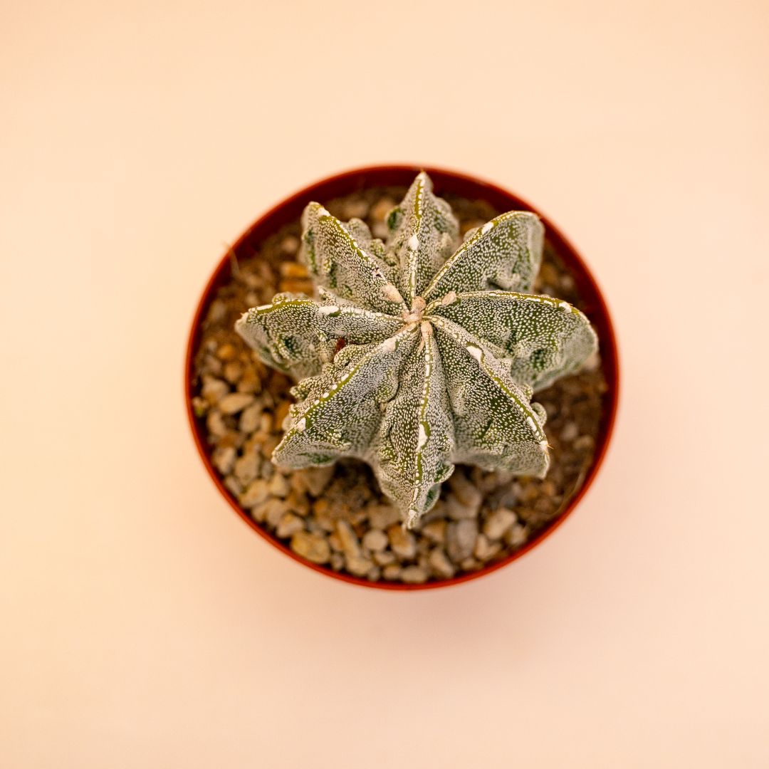 Astrophytum myriostigma ornatum fukuryu Ø 10,5 cm 641F