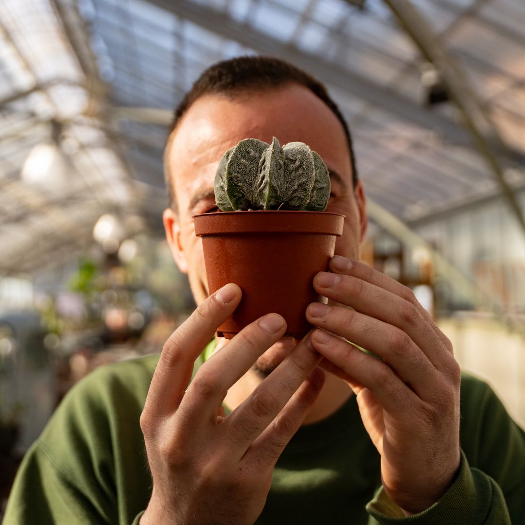 Astrophytum myriostigma ornatum fukuryu Ø 10,5 cm 641F