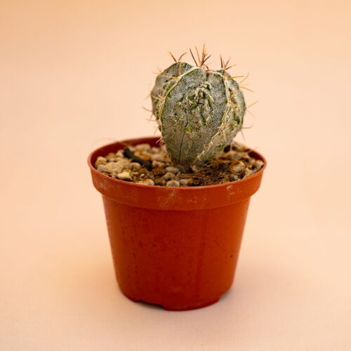 Astrophytum myriostigma ornatum fukuryu Ø 10,5 cm 642F