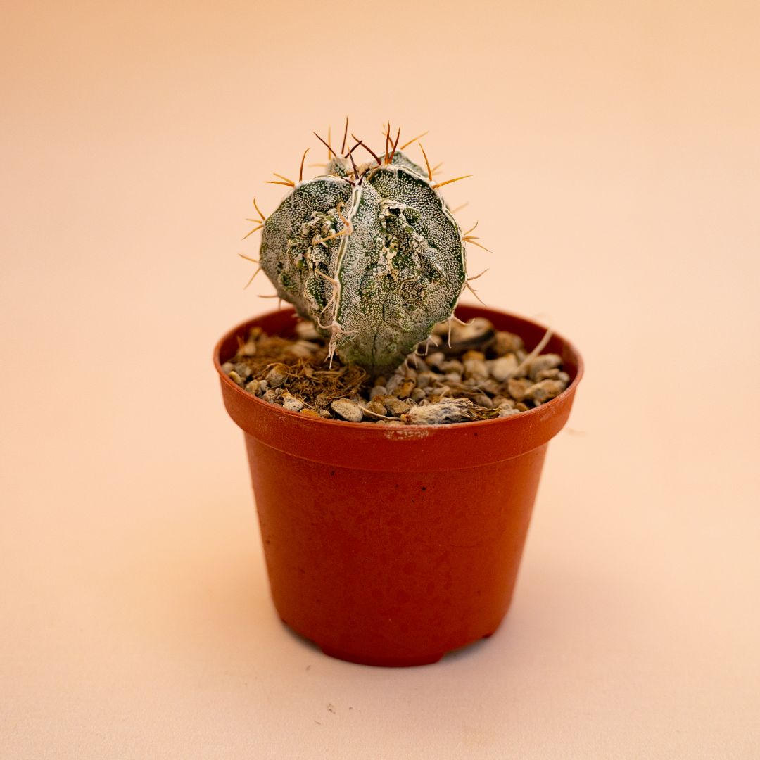 Astrophytum myriostigma ornatum fukuryu Ø 10,5 cm 642F