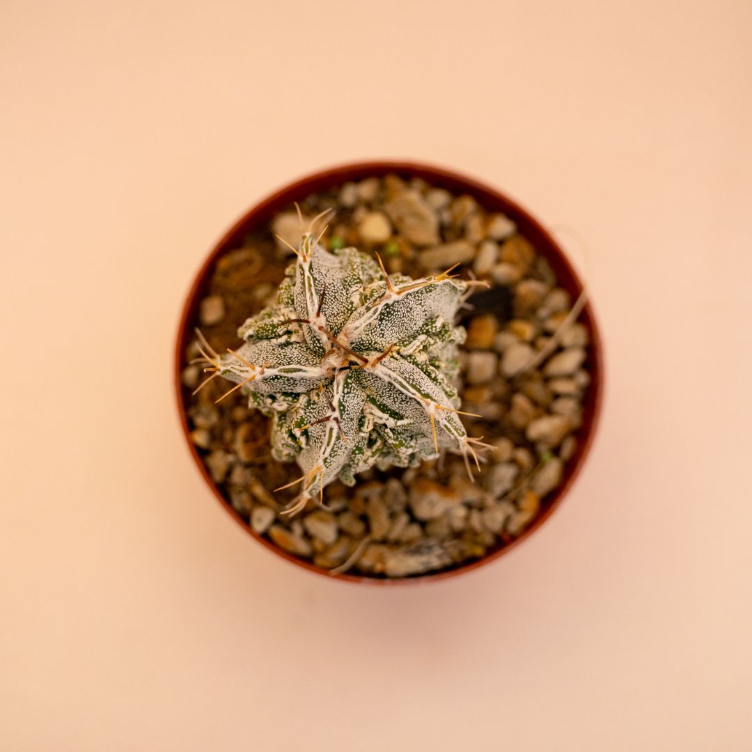 Astrophytum myriostigma ornatum fukuryu Ø 10,5 cm 642F