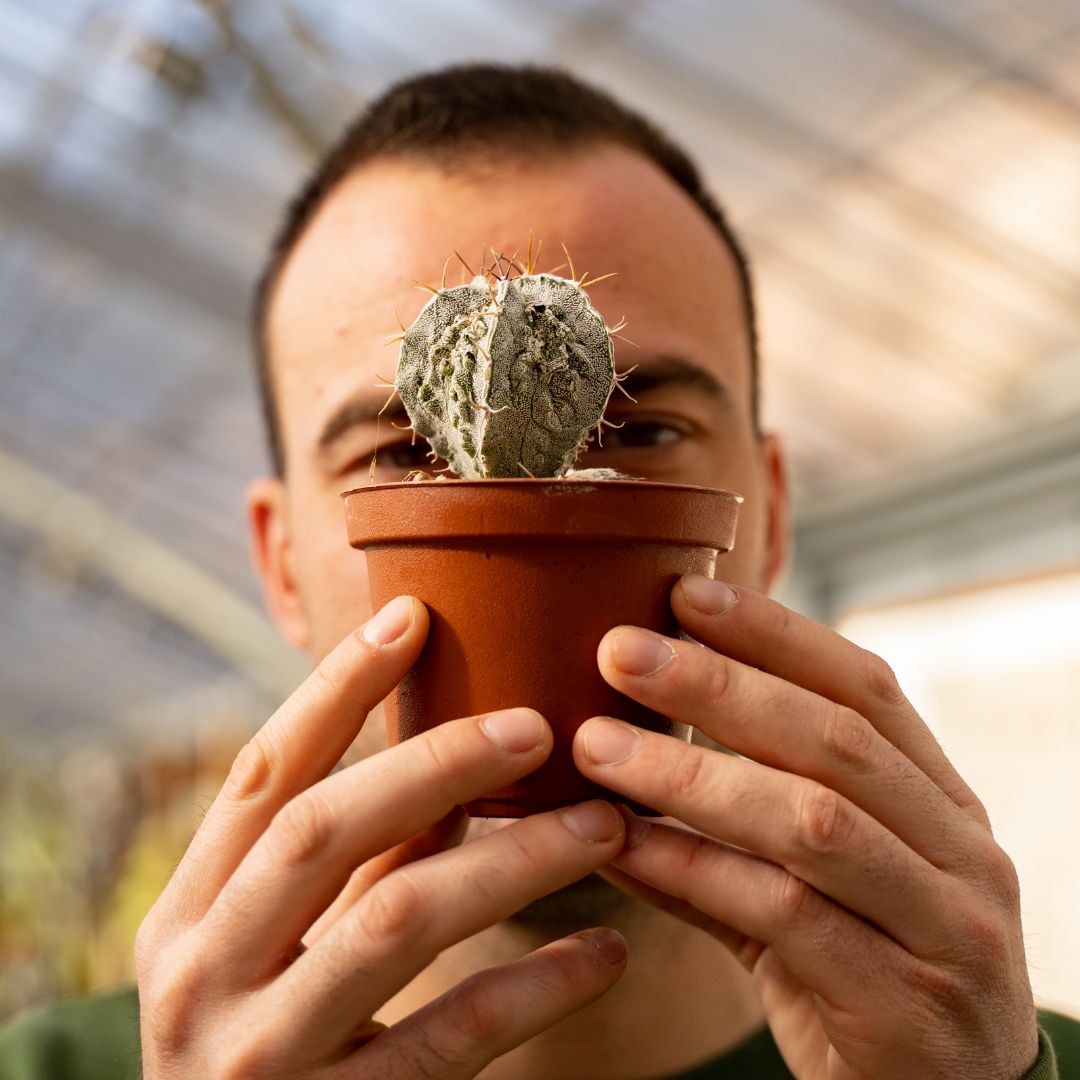 Astrophytum myriostigma ornatum fukuryu Ø 10,5 cm 642F
